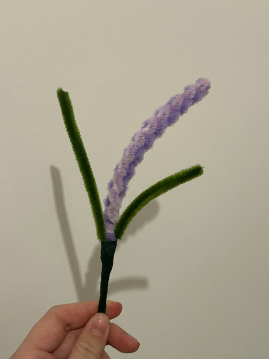 Lavande
